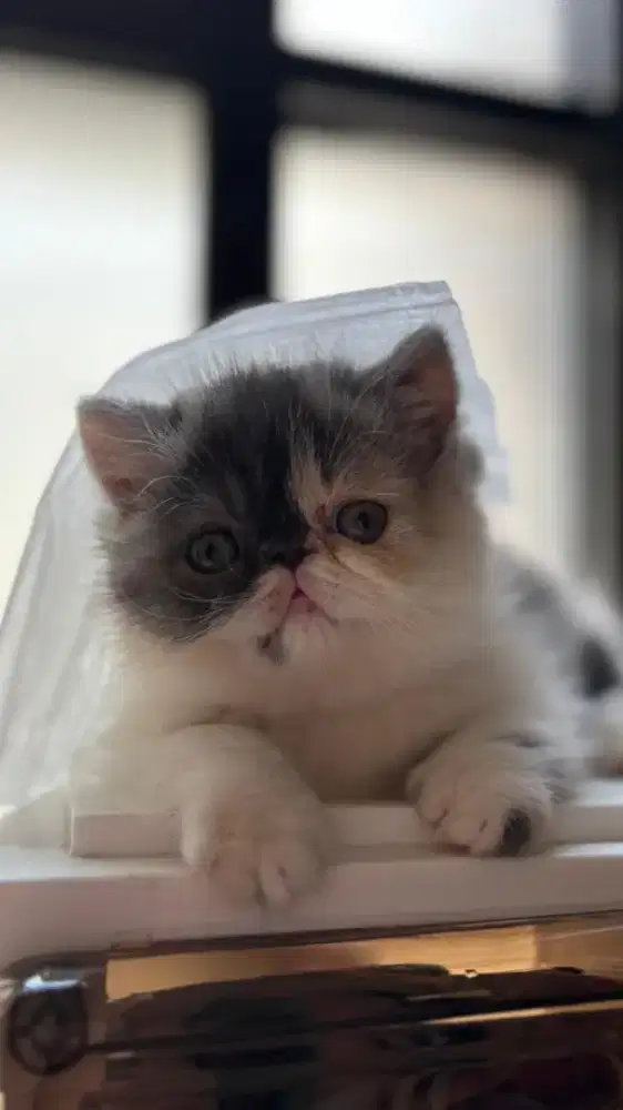 Kucing Persia Peaknose