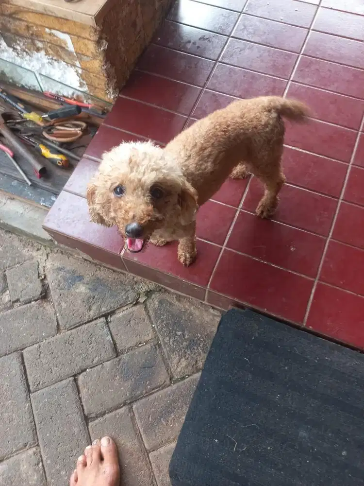 Anjing puddle coklat