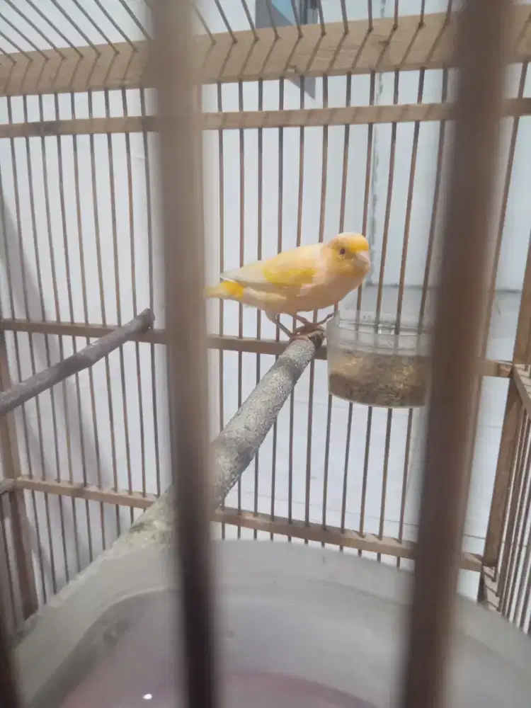 Kenari betina siap jadi indukan