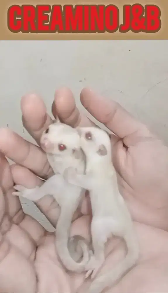 sugar glider creamino joy 1bln