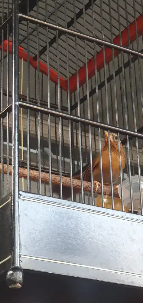 Wambi jinlat TT ajuin