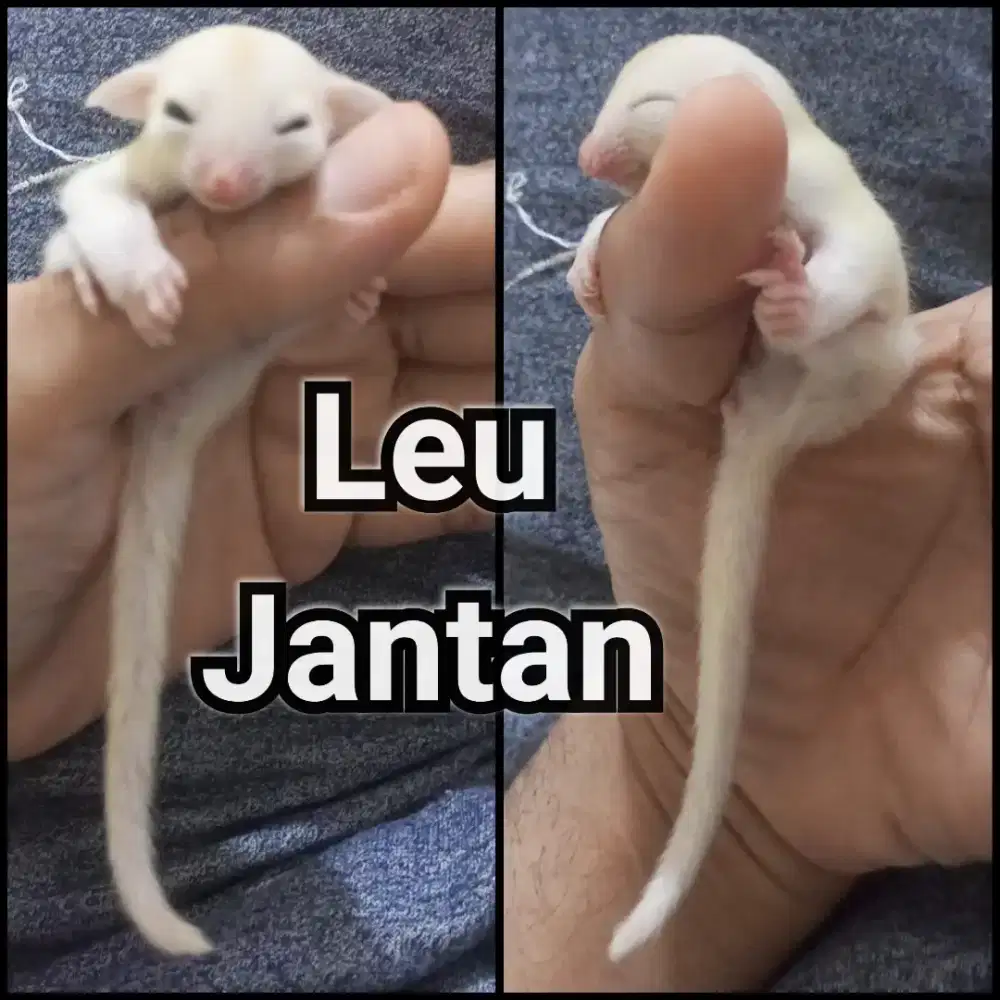 sugar glider joy leucistic