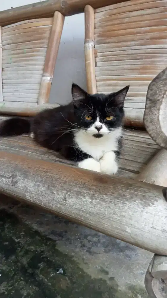 Kucing Persia shorthair betina