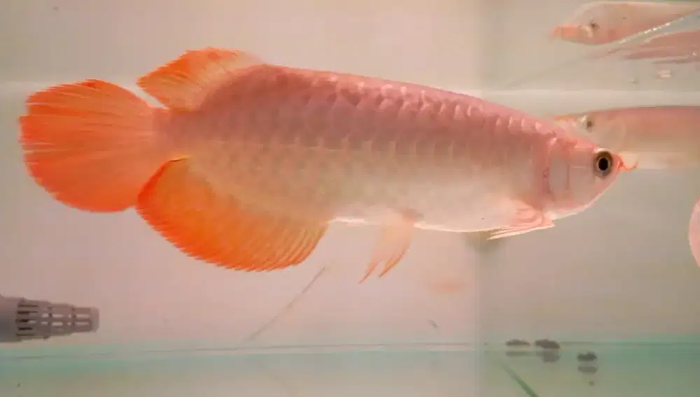 Arwana Super Red 27cm