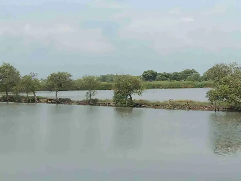 Jual Tambak Aktif Dekat Kampung Buncitan sedati Sidoarjo