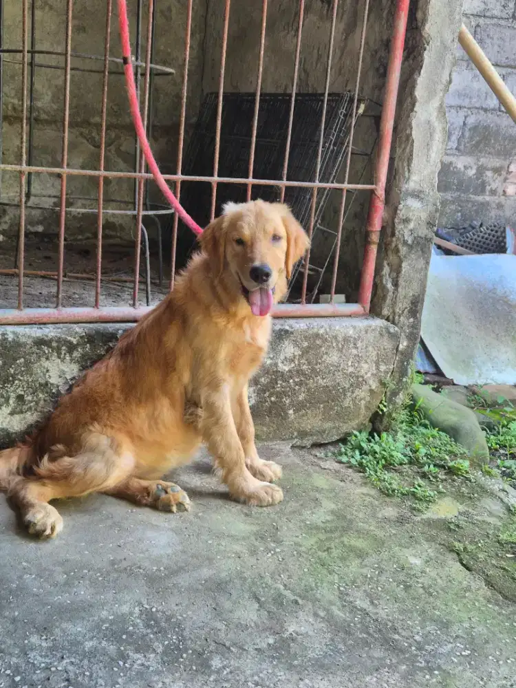 golden betina 7 bulan super big