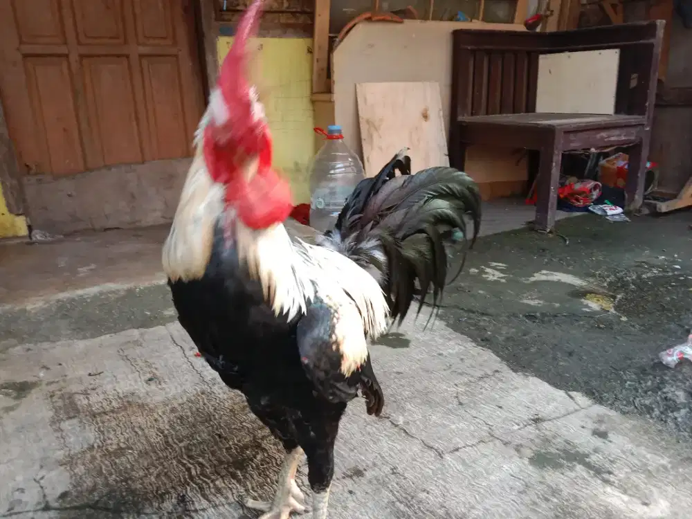 Ayam Pelung jumbo asli Cianjur