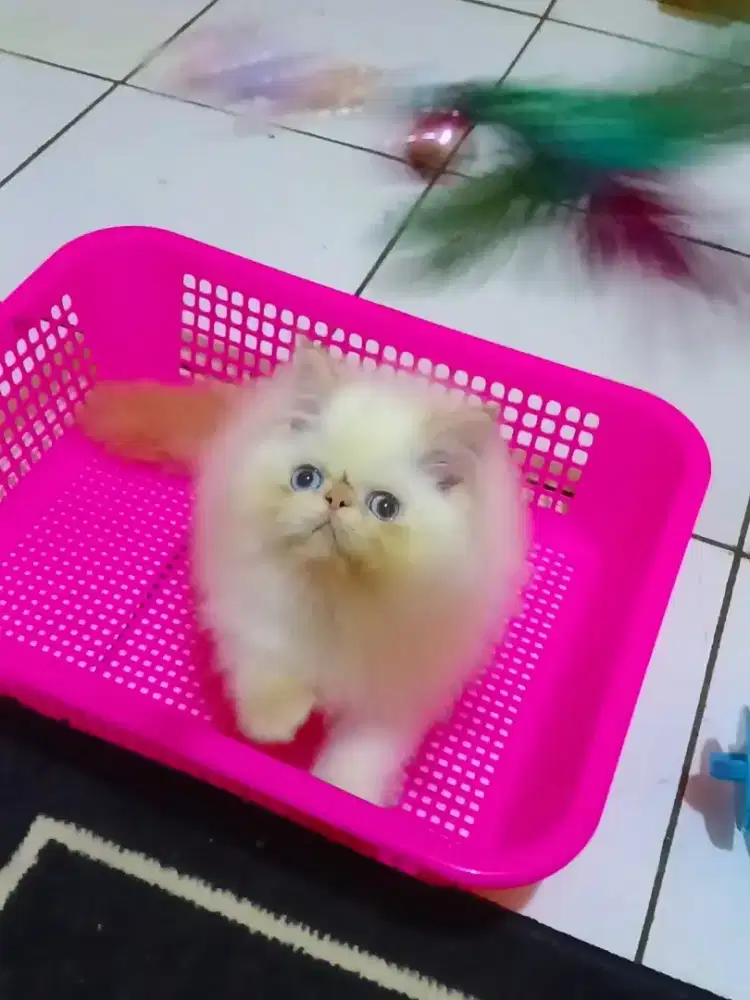 Kucing Persia Peaknose Himalaya Red Point Jantan
