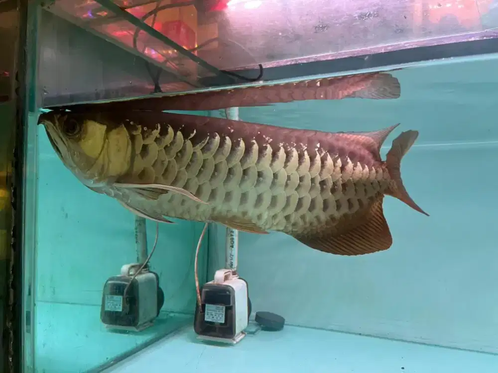 Jual arowana golden