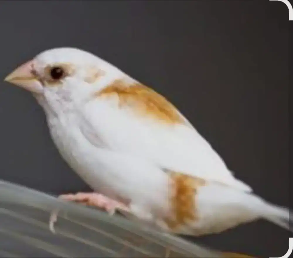 Emprit jepang jantan retina merah x betina putih mata hitam