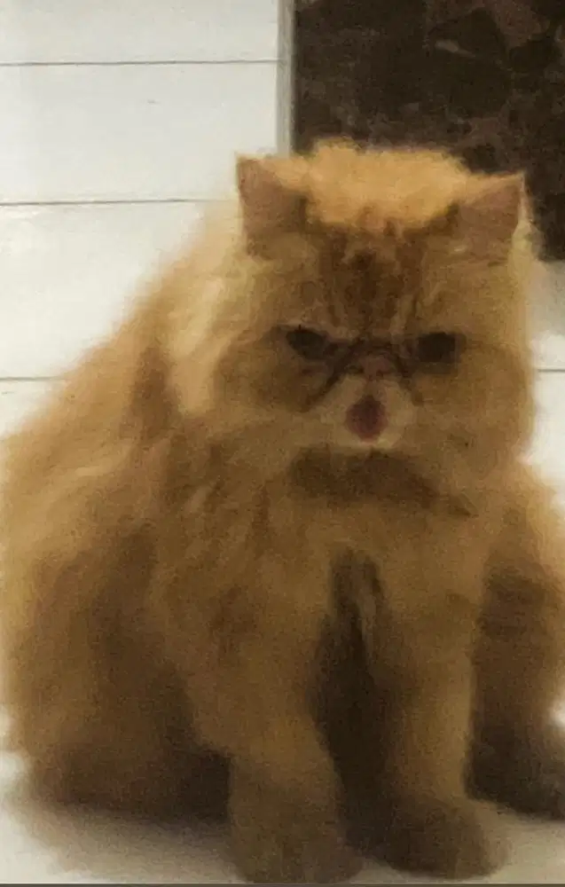KUCING PERSIA PEAKNOSE BETINA OREN