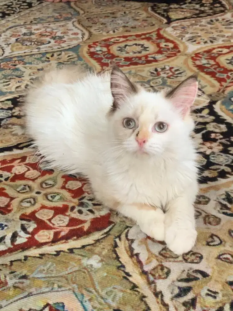 Lepas adopsi kucing usia 3 bulan