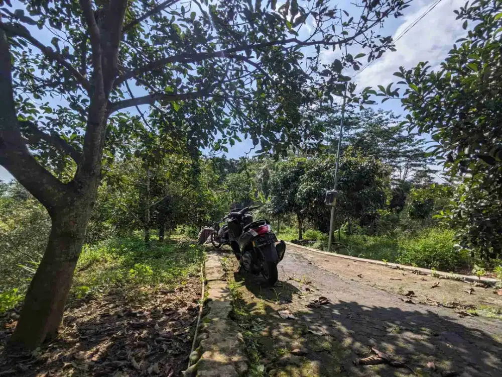 Jual mirah kebun durian jumantono karanganyar