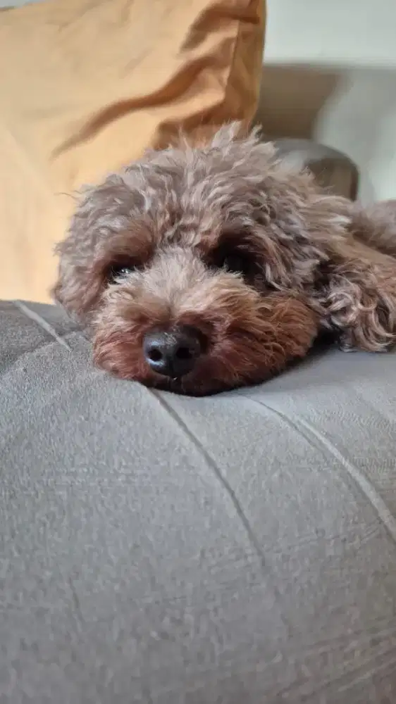 Jasa Bawa Jalan Anjing Peliharaan