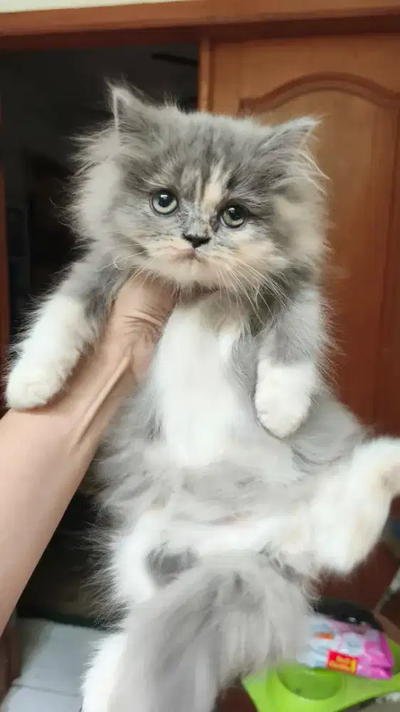 Kucing Persia Betina dilute Calico