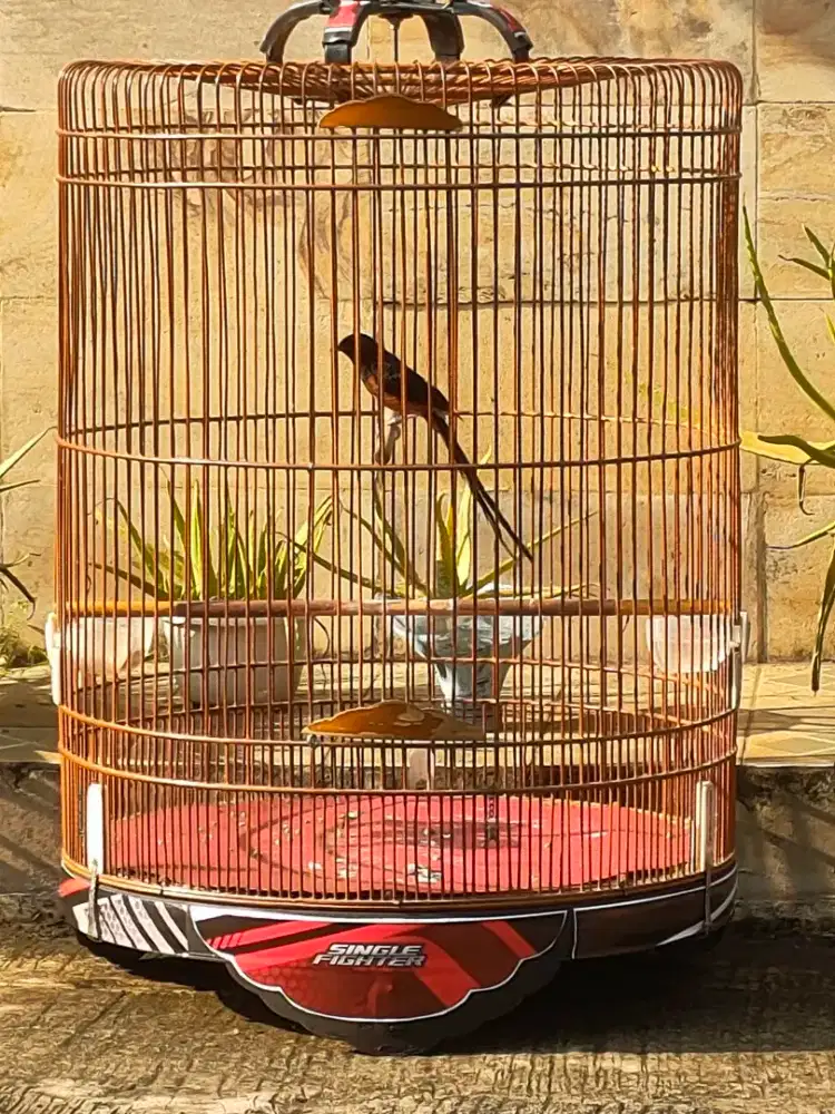 Murai Medan ekor 21 double ring