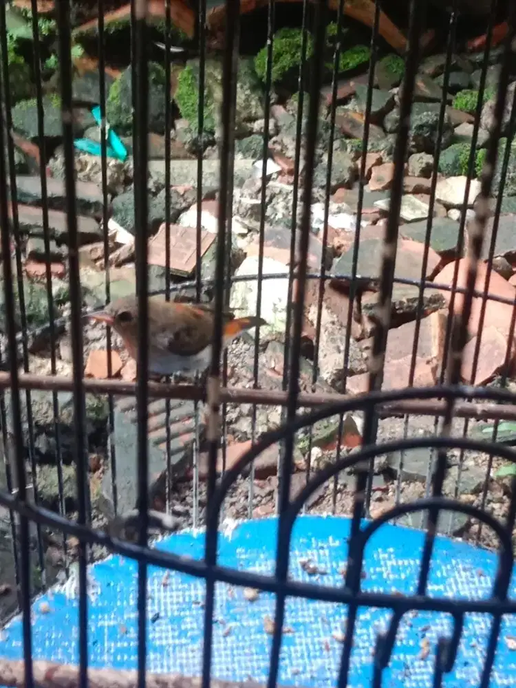 Burung kemade Jawa trotol