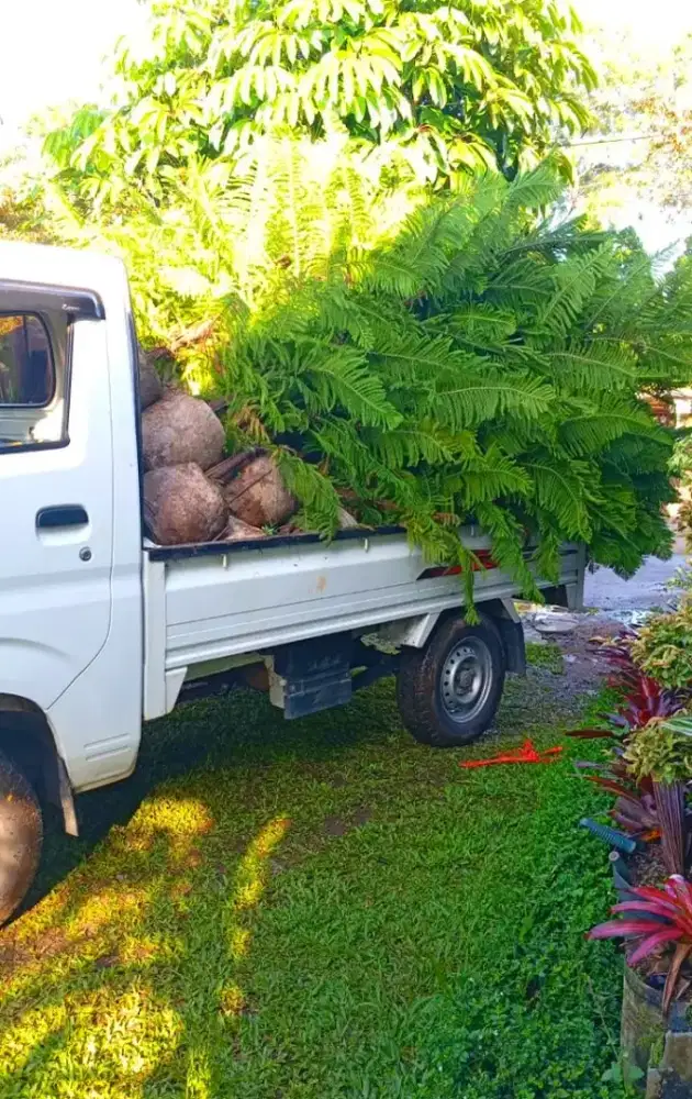 Tanaman Cemara Norflok Tinggi 1,5meter