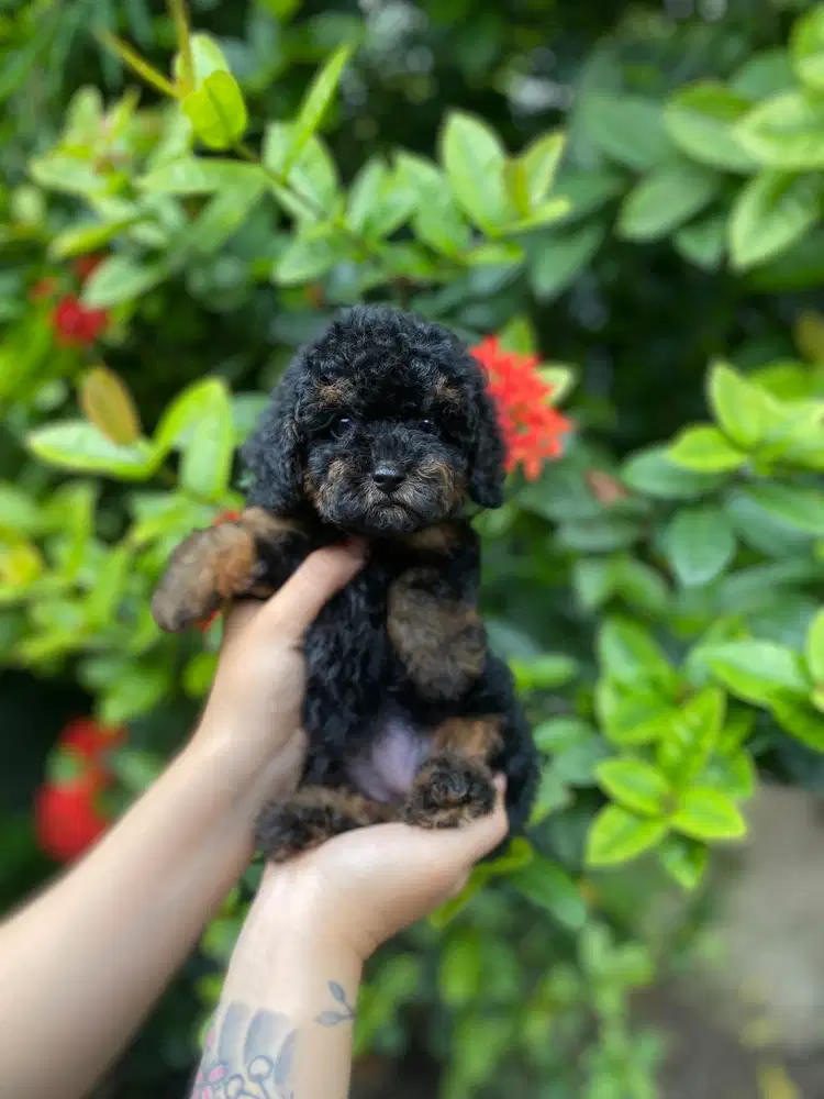 Anjing toy poodle