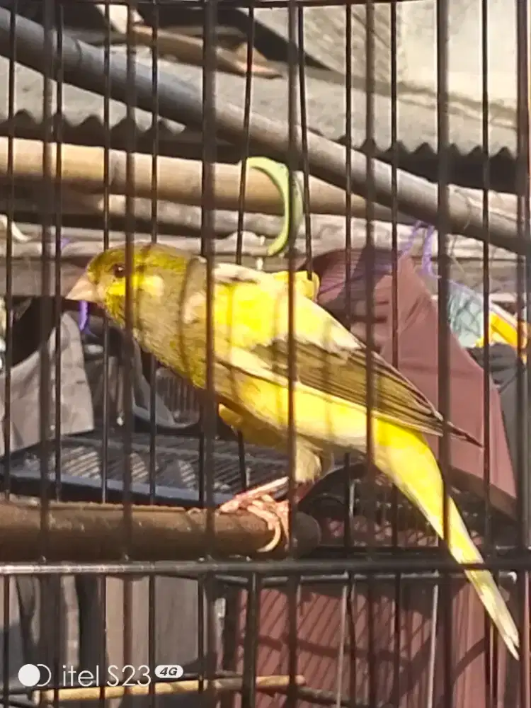 F1 Sf Jantan harian ngeroll putus