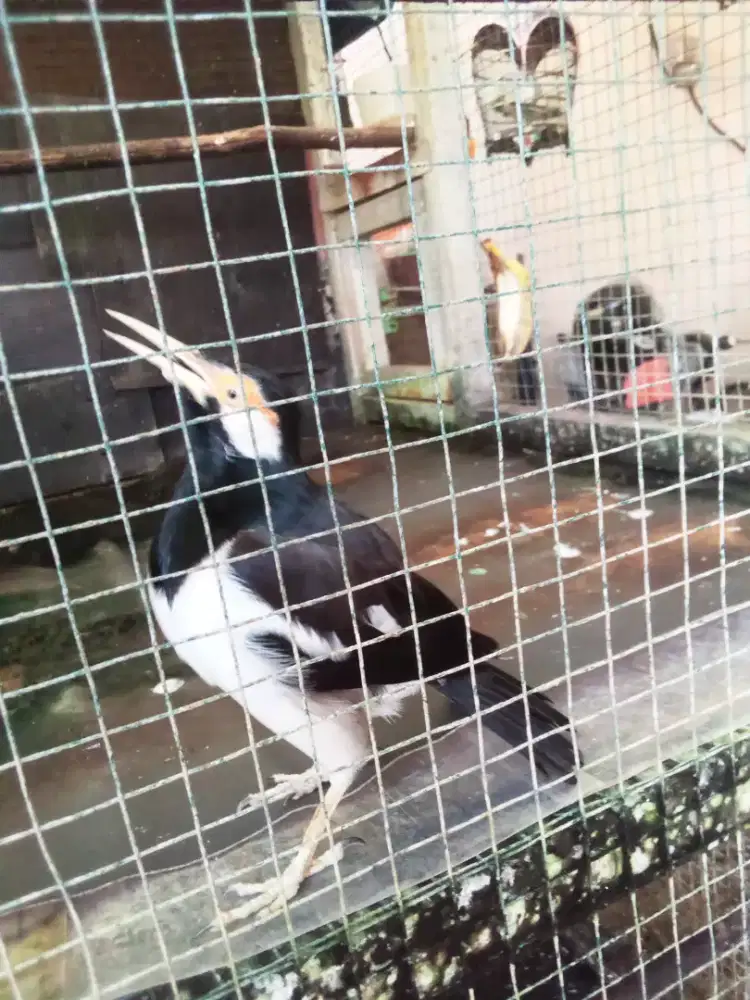 Jalak Suren Rawatan Brisik Jinak