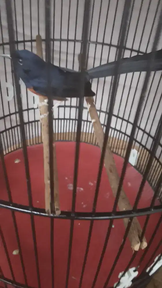 Jual murai 3x prestasi