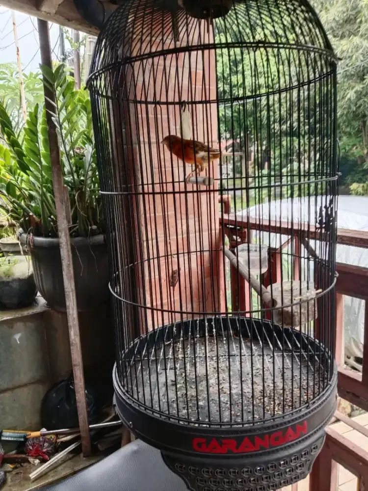 Jual burung kenari loper
