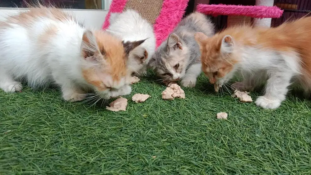 Open Adopsi Anakan Kucing Persia