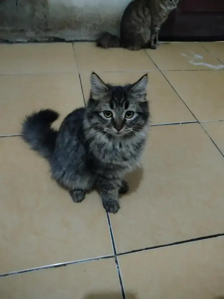 Over adov anabul Persia mujaer usia 4bulan