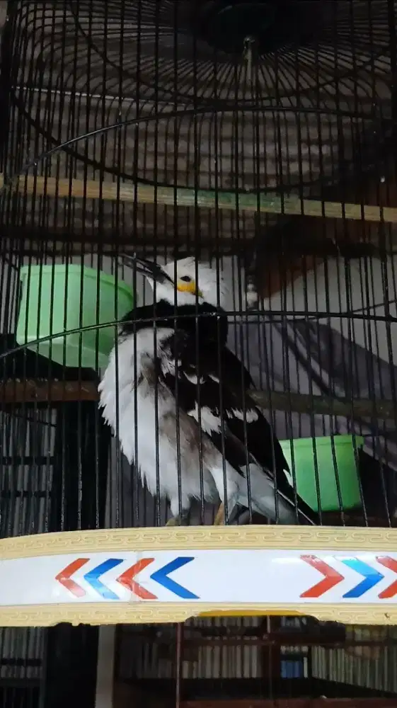 Jalak hongkong gacor lot