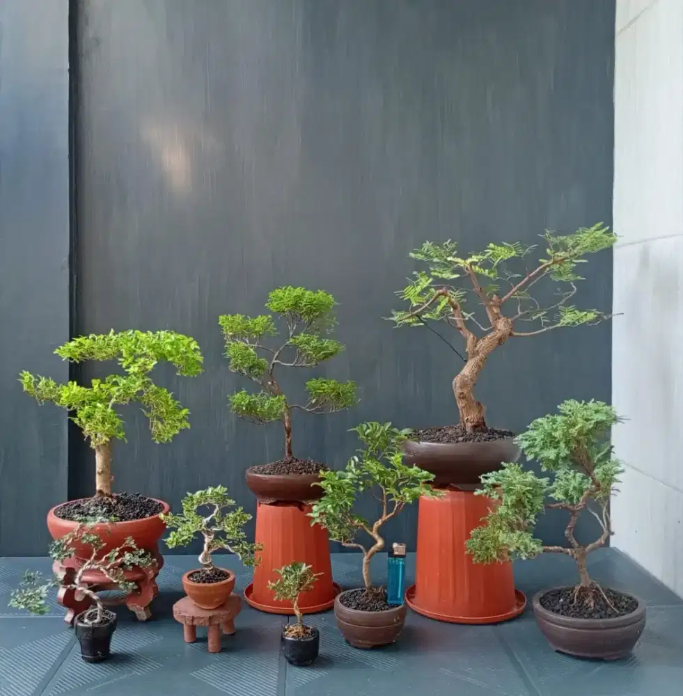 Borongan murah bonsai hias ada 8 pohon