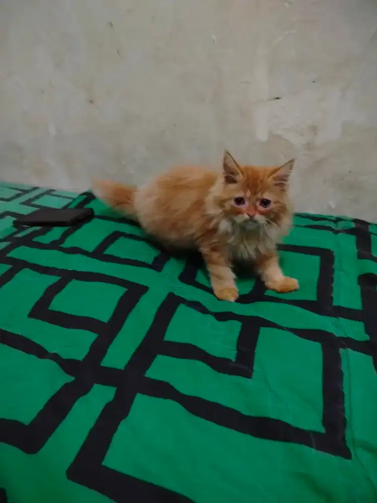 Overadov kitten Persia bulu kapas usia 3bulan.