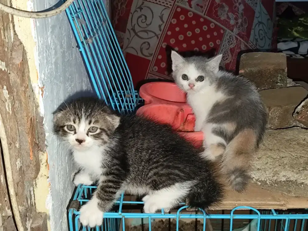 Open adopt anak kucing