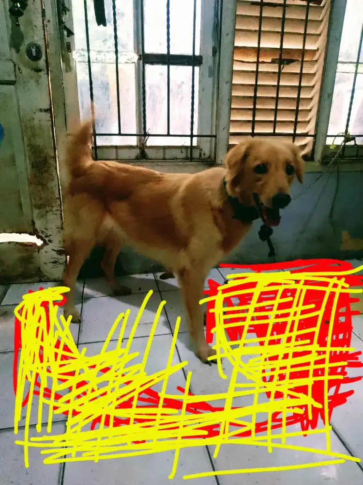 Golden retriever 7bln betina non stmboom ya smart dog karakter baik