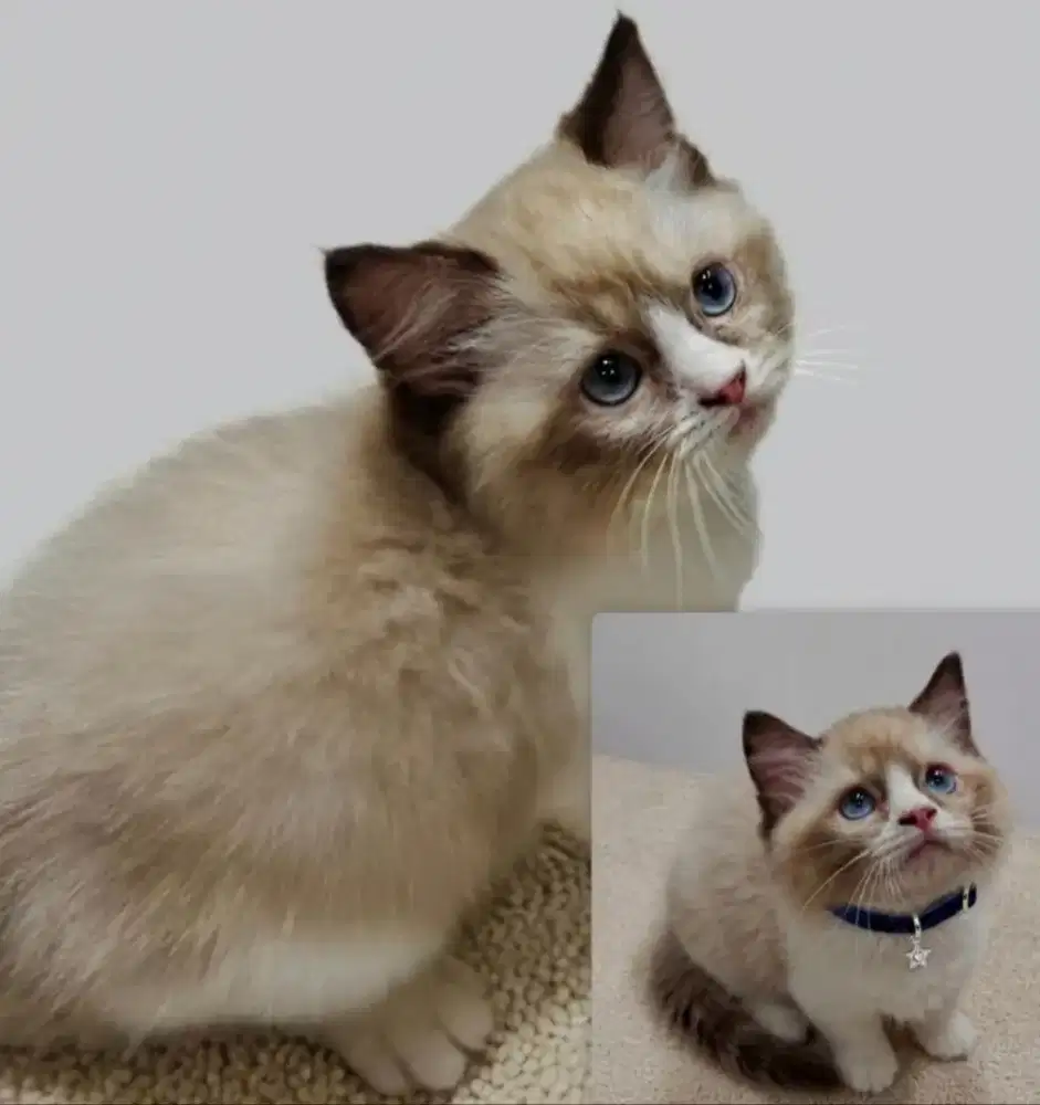 Ragdoll Bico dan Ragdoll Colorpoint