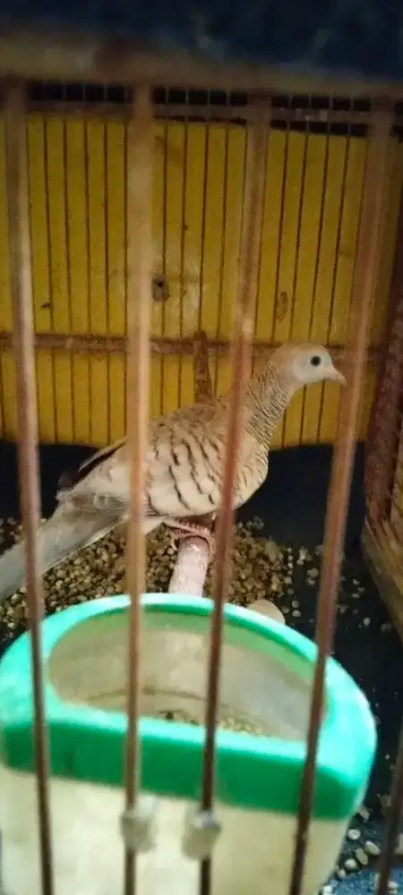 Jual burung perkutut betina warna silver pernah produk murah