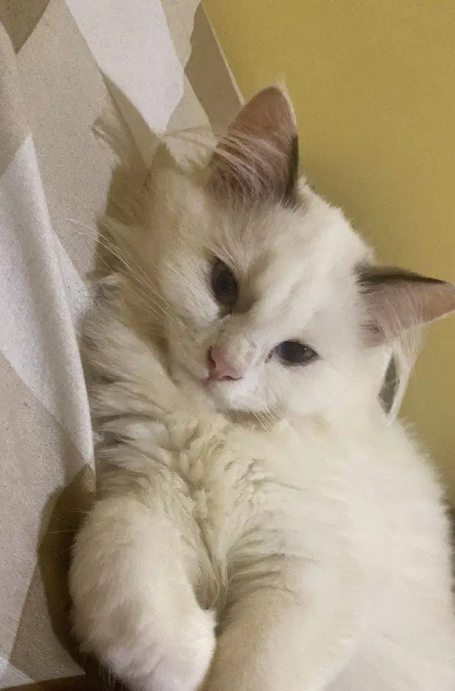 Ragdoll Betina Mata Biru
