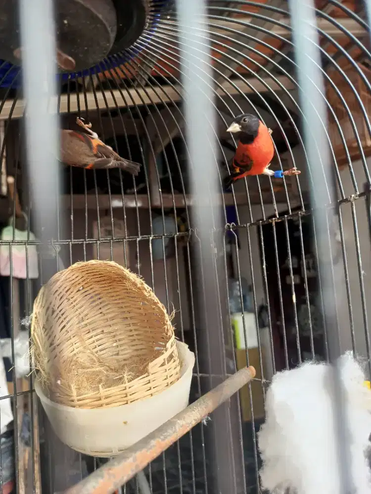 Burung Red Siskin Clasik 1 pasang