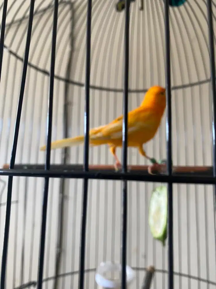 Kenari merlok/orange gacor ring BDG