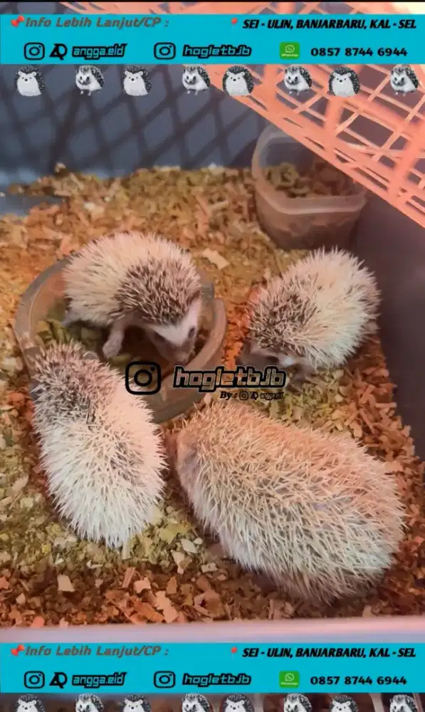 Landak mini/hoglet
