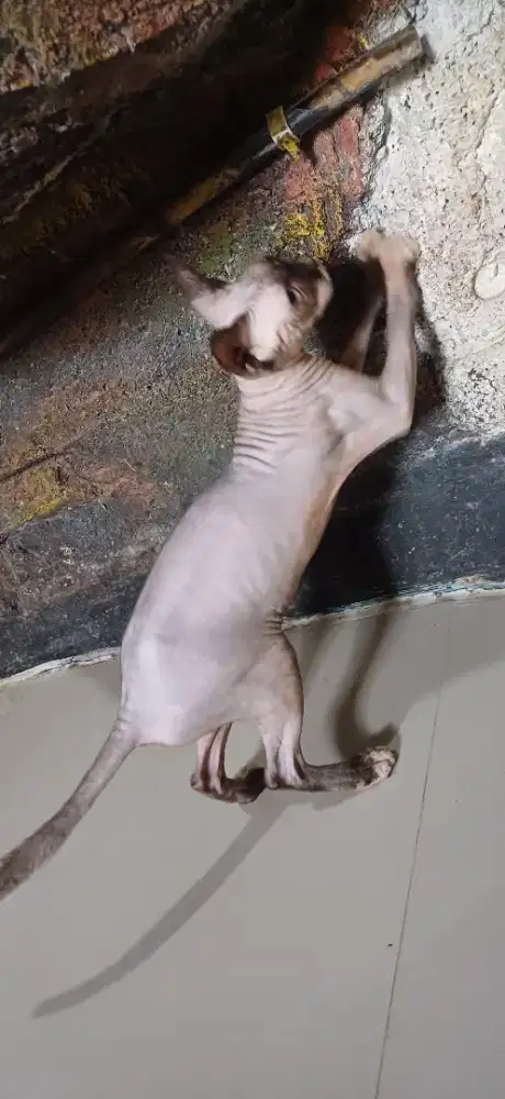 Betina sphynx clon indukn