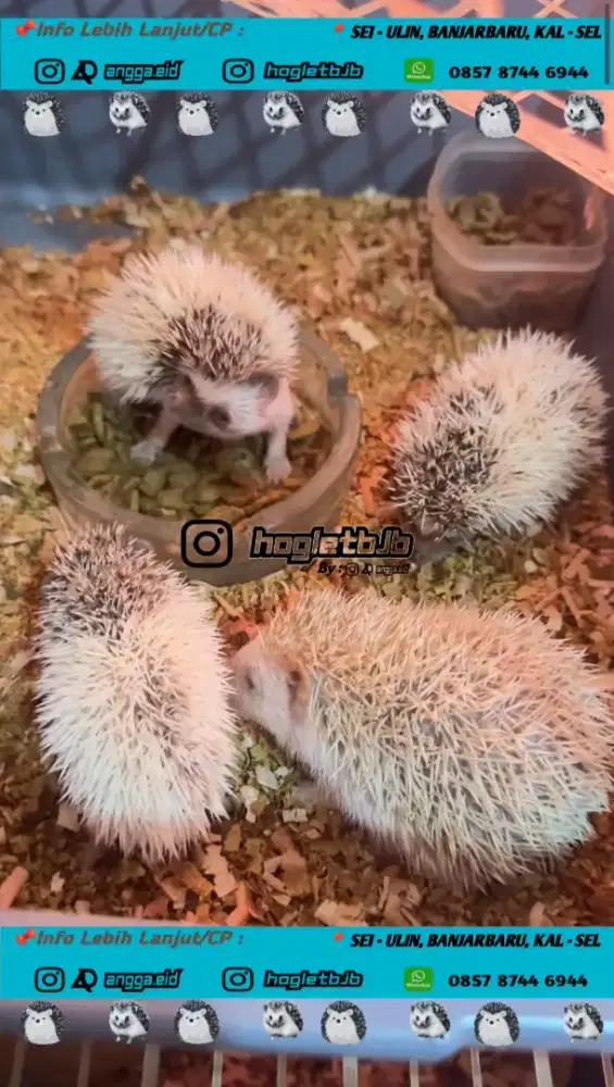 Hoglet / Landak Mini