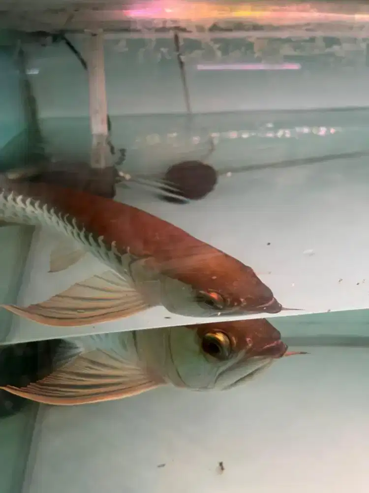 Jual ikan jenis arowana goldem