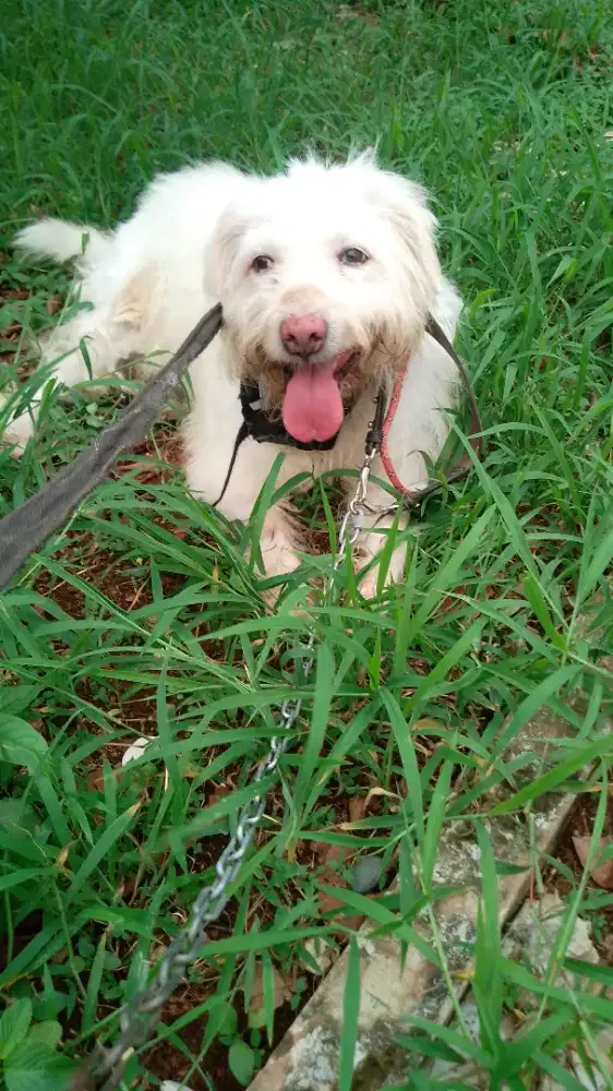 Big Bichon standar eropa anakan import jntan 3thn hnya saya sibuk