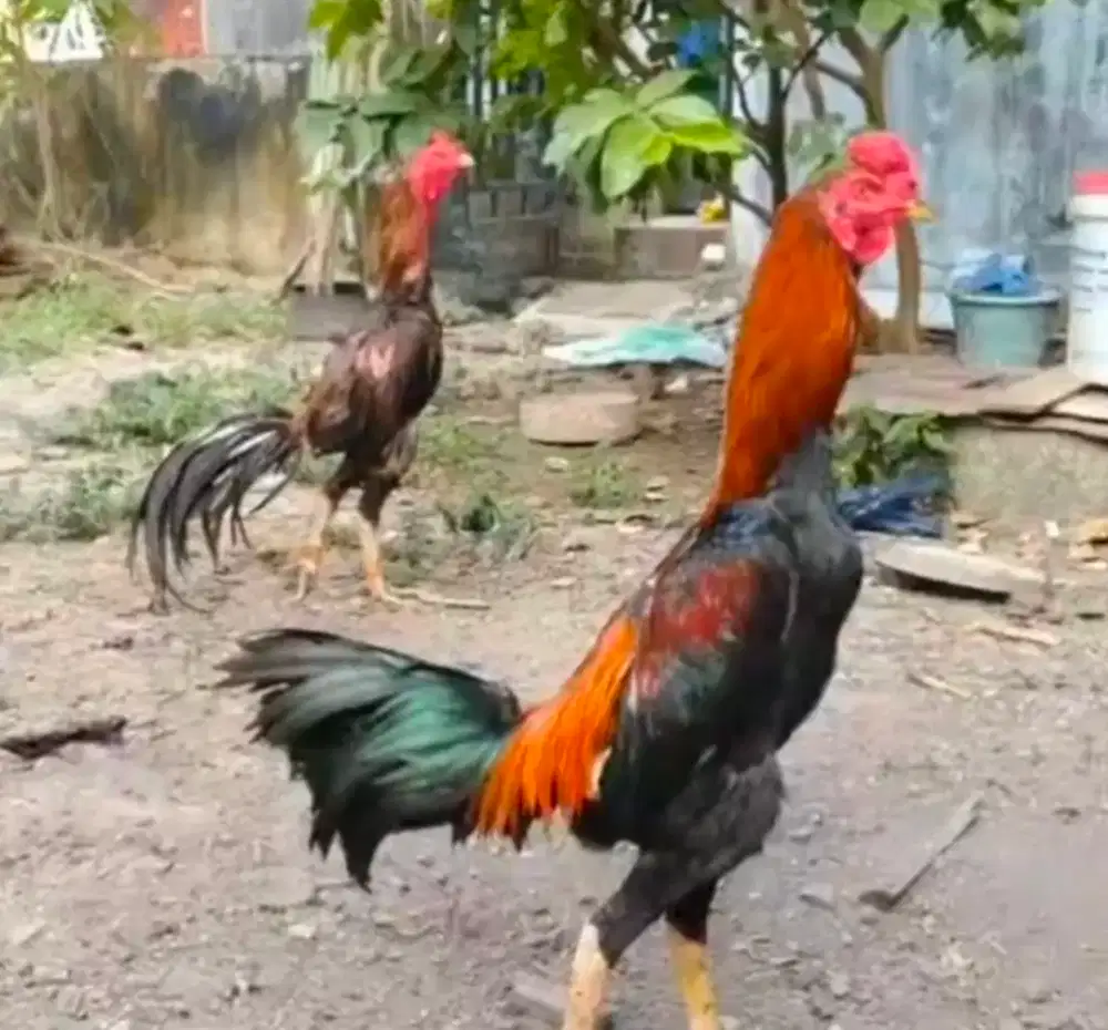 Ayam pakhoy gacor