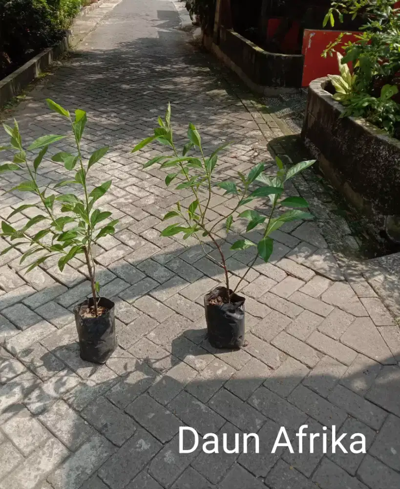 Tanaman Herbal Daun Afrika