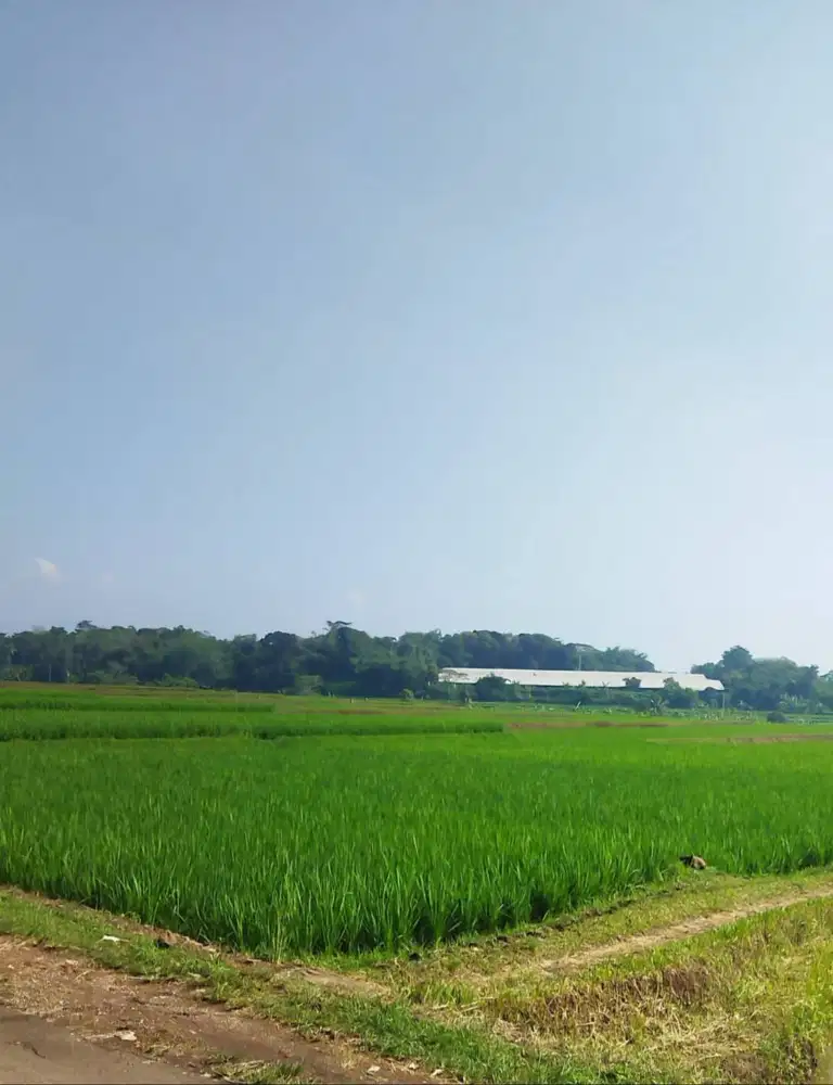 Cepat! Lahan Padi 5 Ha. SHM – Area Pengembangan Tol Bocimi
