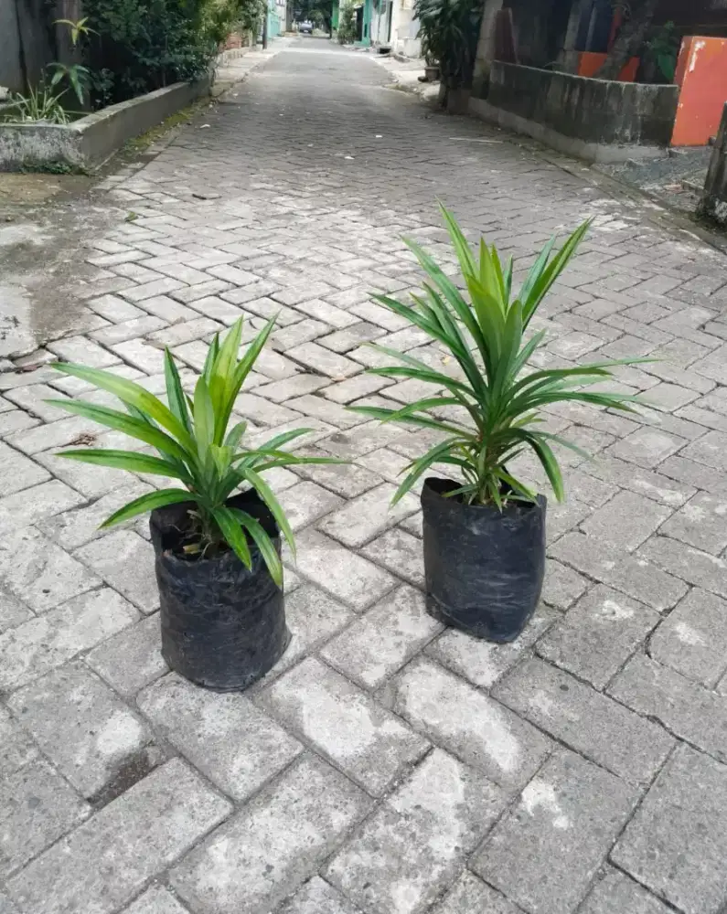 Tanaman Daun Pandan Wangi
