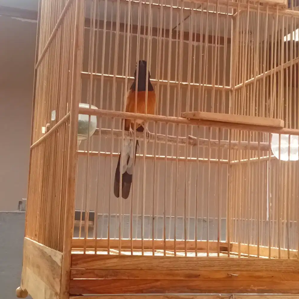 Burung murai batu medan