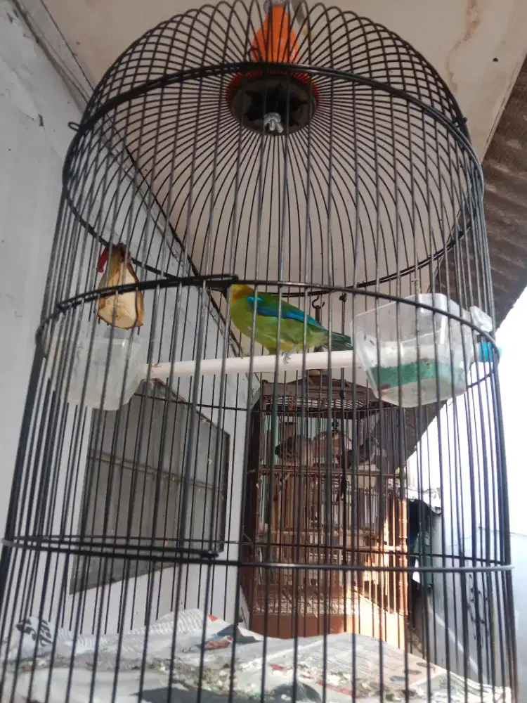 Burung murai daun fullset